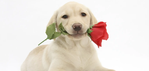 狗的尾巴是用来干什么的？好奇的都来看看吧