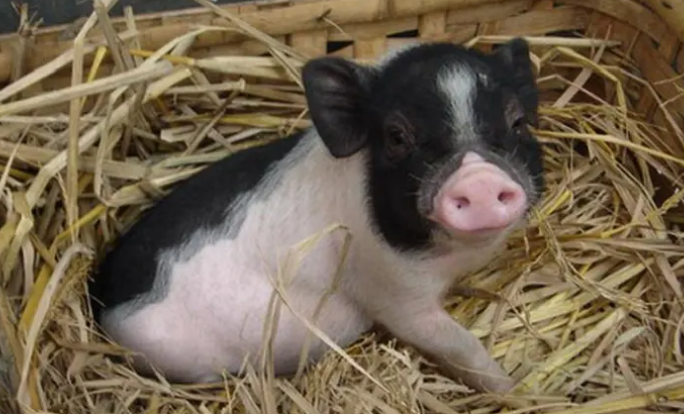 小香猪多少钱一只?想饲养的快来了解一下! 小香猪多少钱一只?想饲养的快来了解一下!