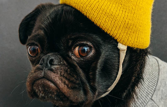 养法斗的好处坏处都在这里