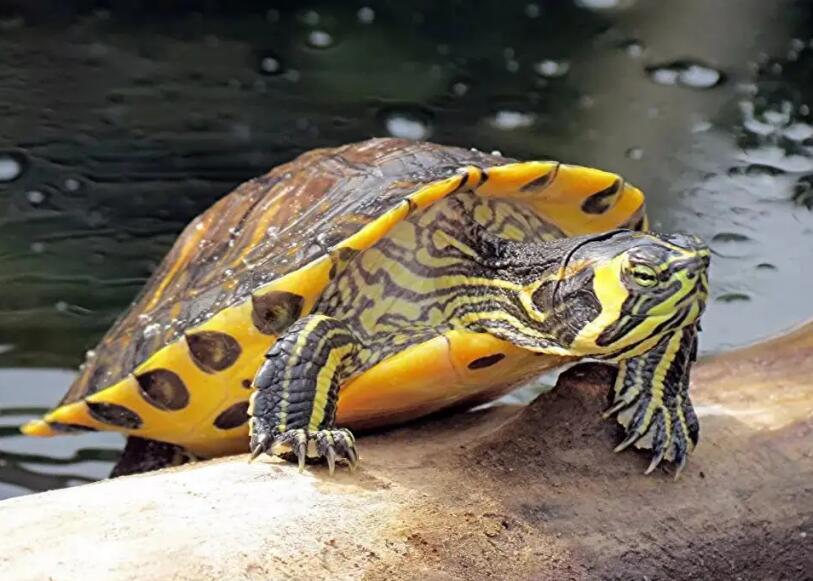 掌握这几点，就能挑到一只颜值倍儿高的黄腹滑龟！