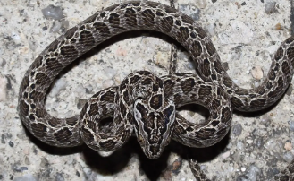 繁花林蛇会攻击人吗？这篇文章给你答案！