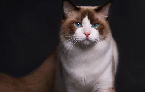 养猫需知:猫咪的禁忌食物! 养猫需知:猫咪的禁忌食物!