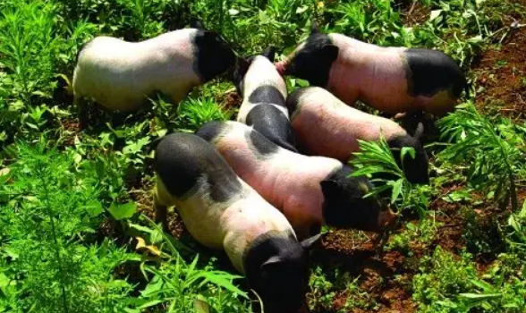 香猪最大能养多少斤？答案一定出乎你的意料