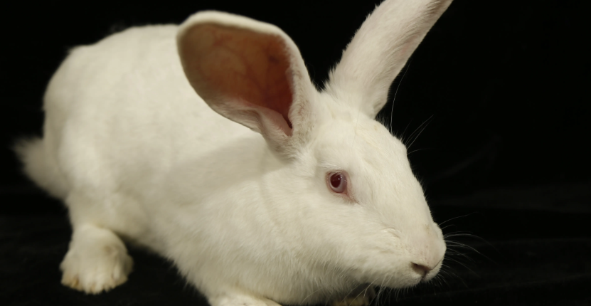 日本大耳白兔生病怎么治？方法有哪些？