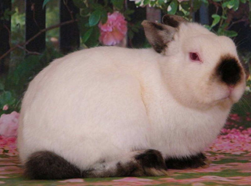 不知道喜马拉雅兔怎么喂？这篇文章可以教你