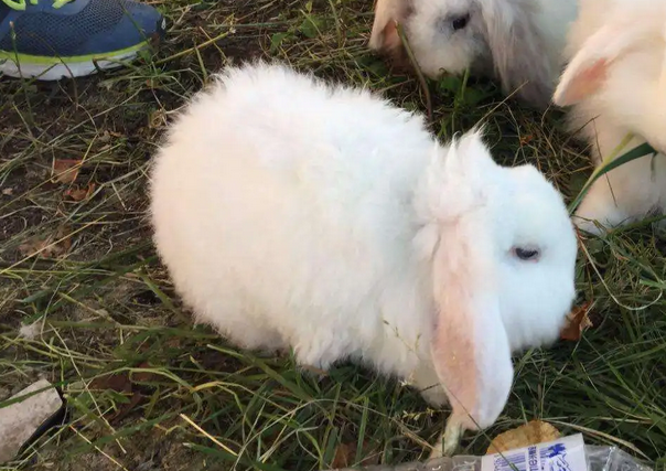 安哥拉长毛兔怕冷吗？想了解的过来看！