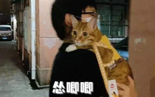 外出遛猫，可以用牵引绳吗？
