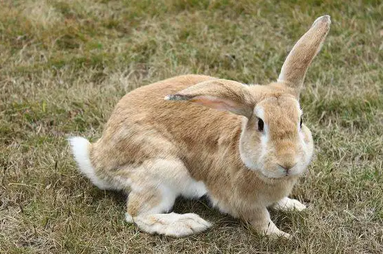 宠主科普：豫丰黄兔和福建黄兔的区别是什么？