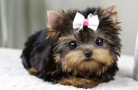 约克夏为什么截尾?感兴趣的了解一下! 约克夏为什么截尾?感兴趣的了解一下!