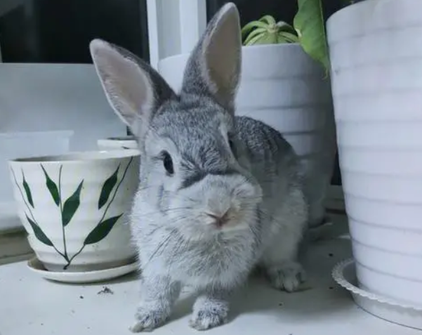 金吉拉兔聪明吗？不妨过来看看