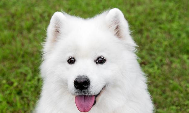 萨摩耶毛结团打结怎么办？看完这篇文章就知道了