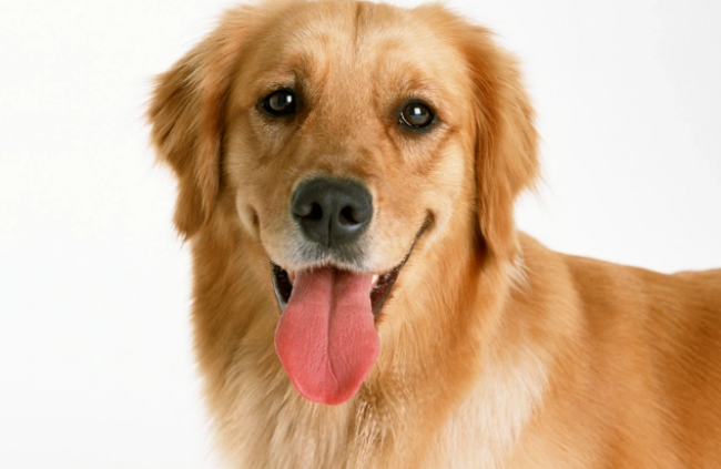 为什么狗窝里面很臭？主要是这几点原因