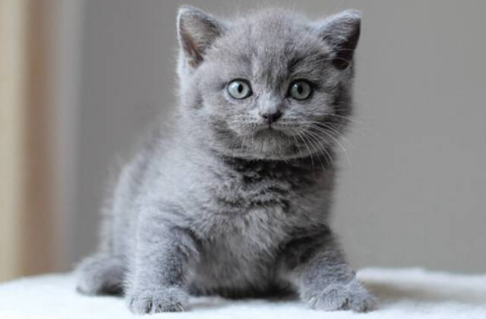 蓝胖子是什么猫？多少钱？这里有答案