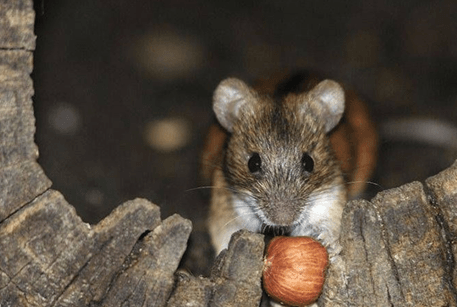 黑线鼠怎么训练？头疼的你还不来看看吗？