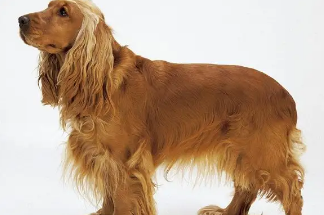 一文带你揭秘，可卡犬清理耳朵的小方法！