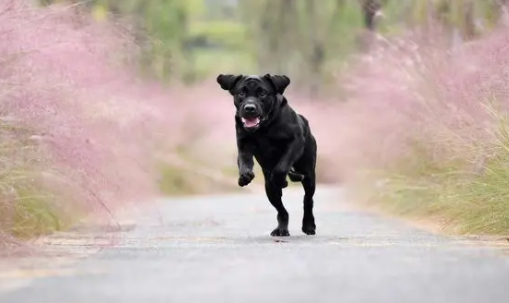 拉布拉多的寿命是多久？好养吗？