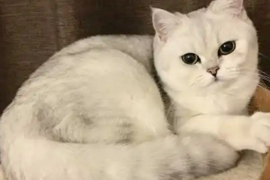 一份英短银渐层体重年龄对照表，赶紧收藏好！