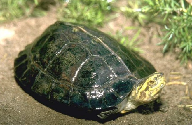 都说乌龟有灵性，那么黄头庙龟可以认识主人吗