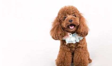 导致4个月泰迪尿频的原因，铲屎官一定要知道