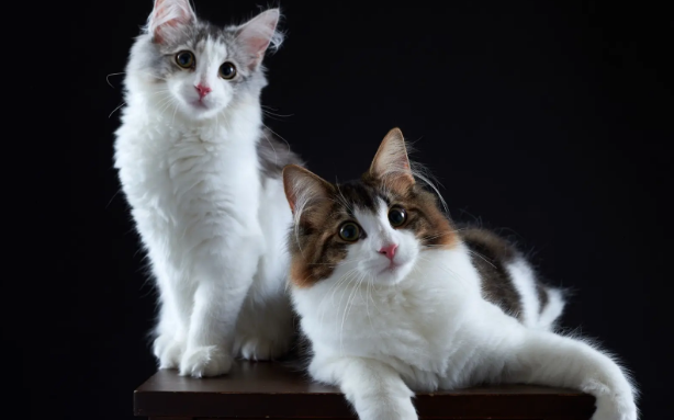 揭晓猫咪呼噜声的秘密，原来猫咪打呼噜是表达这个意思呀！