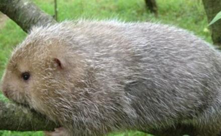 芒鼠：吃起来味鲜肉美的老鼠，你敢尝尝吗？