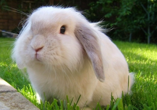 美国长毛垂耳兔有味道吗，养主看过来