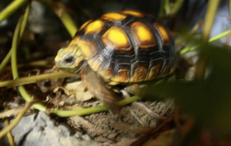 红腿陆龟用什么垫材好?主人有必要知道 红腿陆龟用什么垫材好?主人有必要知道