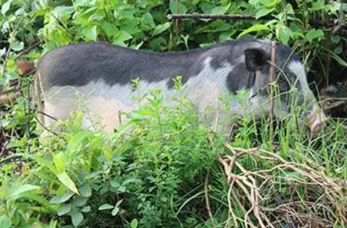 巴马香猪和藏香猪有什么特点,好奇的小伙伴快来看看吧~ 巴马香猪和藏香猪有什么特点,好奇的小伙伴快来看看吧~