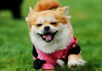 惯为止。 小狗呼吸急促肚子起伏快，到底是怎么回事？