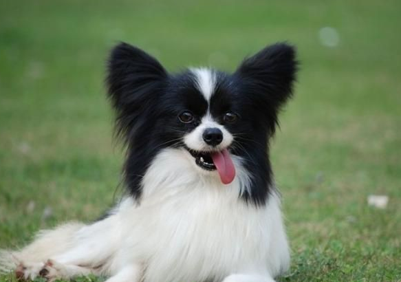 不知道蝴蝶犬的外貌特征？看这里！