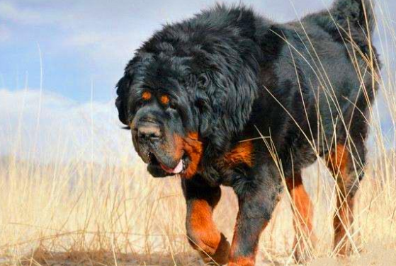 藏獒几个月认主人呢?如何让它快速认主 藏獒几个月认主人呢?如何让它快速认主