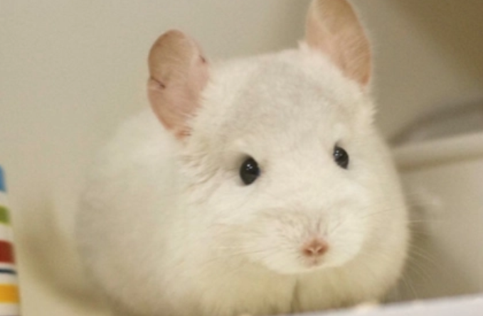 想知道粉白龙猫怎么养？还不速来收藏这篇文章