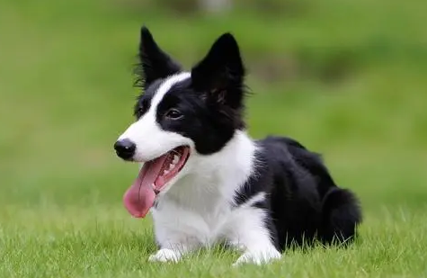 边境牧羊犬智力如何？铲屎官来看看吧