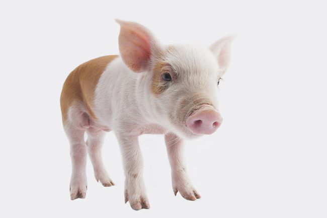 胡利亚尼猪的价格多少?这里给你答案~ 胡利亚尼猪的价格多少?这里给你答案~