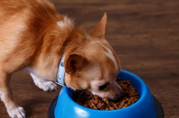 狗狗更换狗粮需要过渡期吗？来了解一下