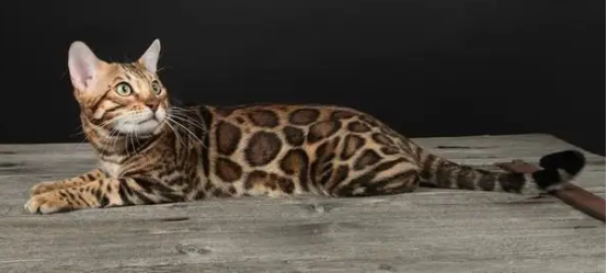 豹猫和狸花猫的区别是什么?学会这些方法就会区分啦~ 豹猫和狸花猫的区别是什么?学会这些方法就会区分啦~