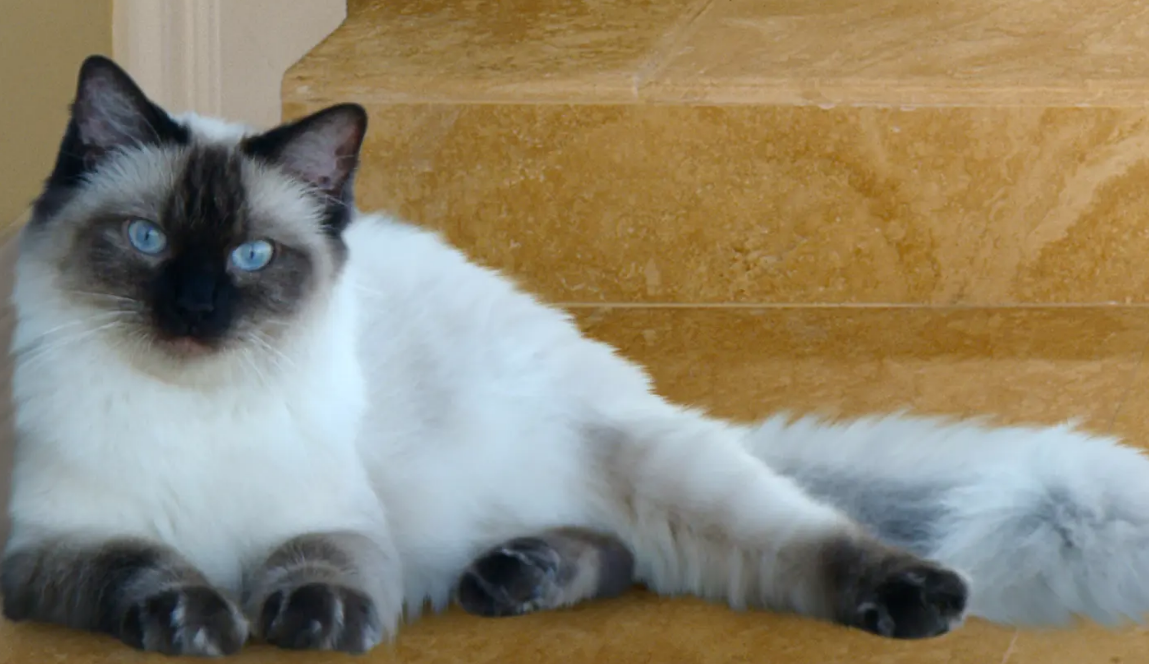 暹罗猫和布偶猫的区别在这里！