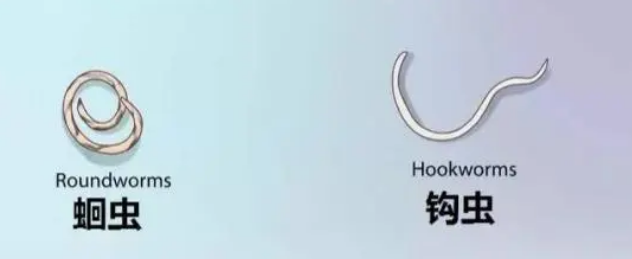 爱沃克好不好？能否解决猫咪耳螨问题？