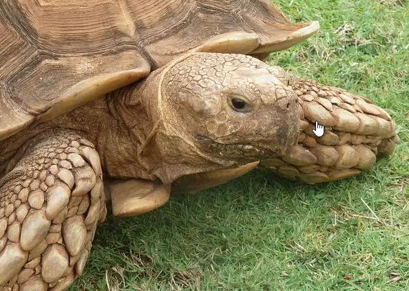 苏卡达结石症状，你们了解不？