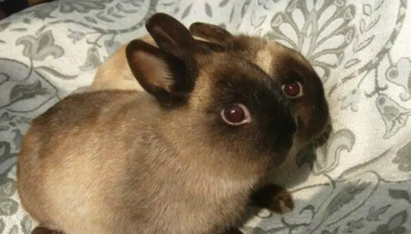暹罗兔的种类有哪些？感兴趣的都来瞧瞧