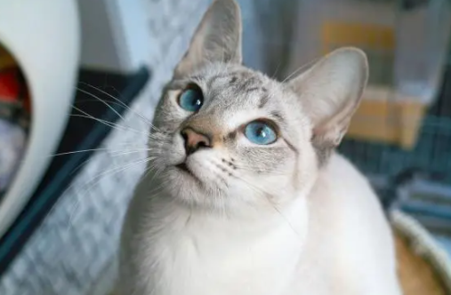 暹罗猫能长到多少斤？这篇文章为你解答