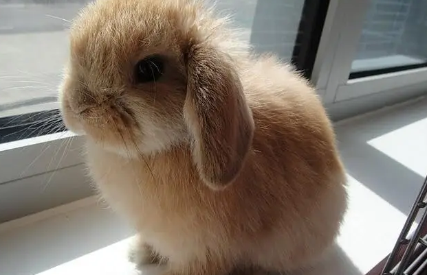 迷你垂耳兔饲养方法，感兴趣的来看看