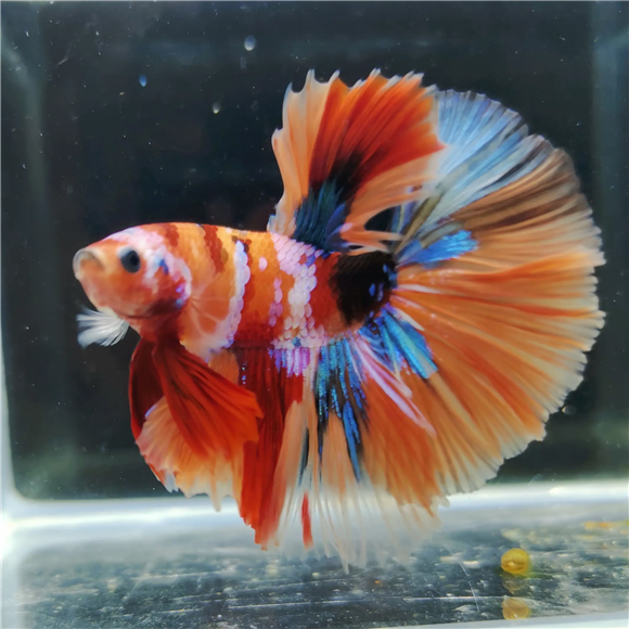 泰国的半月斗鱼，又猛又“美如画”