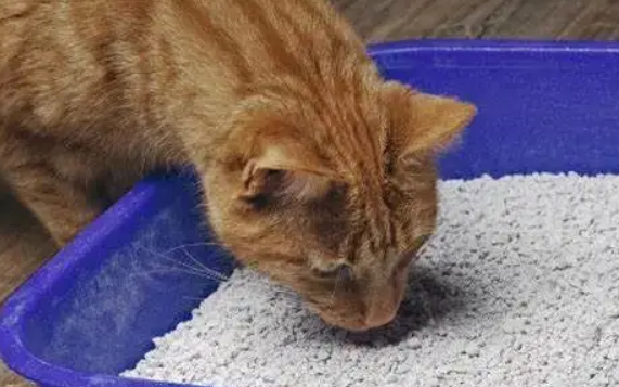 幼猫误食猫砂会有什么症状?铲屎官需注意! 幼猫误食猫砂会有什么症状?铲屎官需注意!