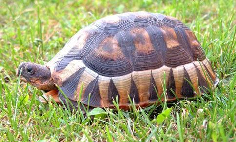 学会这些喂养技巧，让挺胸龟每天都“挺胸抬头”！