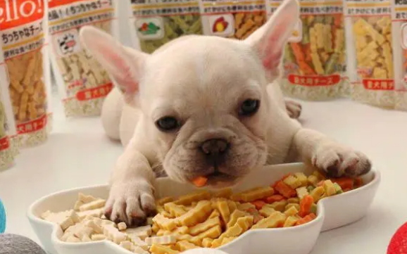 宠物狗一般喜欢吃什么？来看看这些零食吧