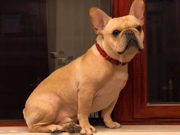 首创营养补充新方式——DearDeal萌宠出动来了