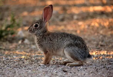 沙漠棉尾兔吃什么？来get一下~