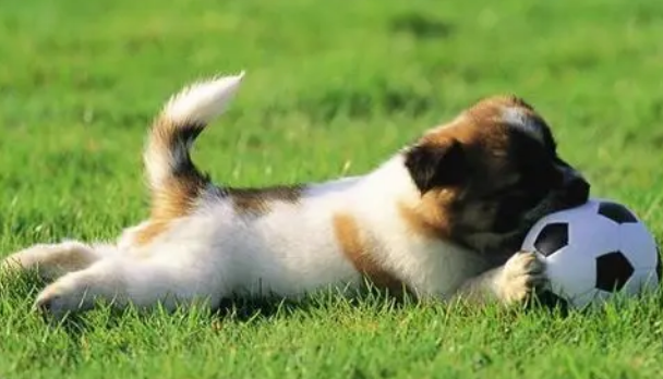 家里人阳了，狗狗怎么办？主人一定要看看