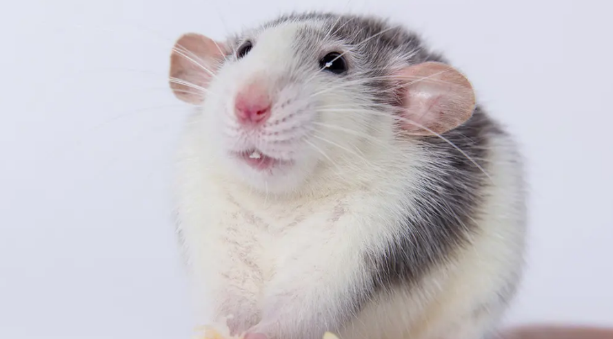 花枝鼠洗澡频率看这里，不会错！